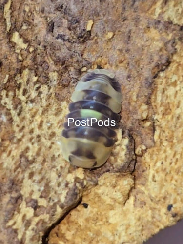 amber firefly isopod